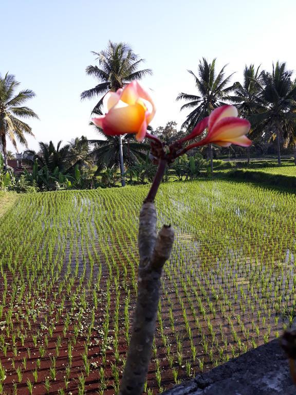 Umah Dangin Guest House Ubud  Ngoại thất bức ảnh