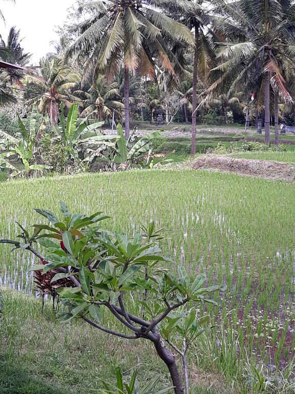 Umah Dangin Guest House Ubud  Ngoại thất bức ảnh
