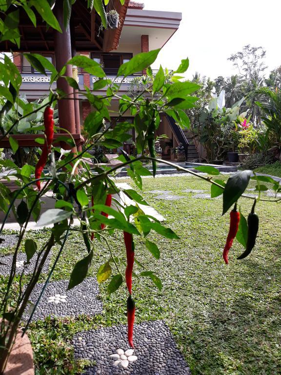 Umah Dangin Guest House Ubud  Ngoại thất bức ảnh